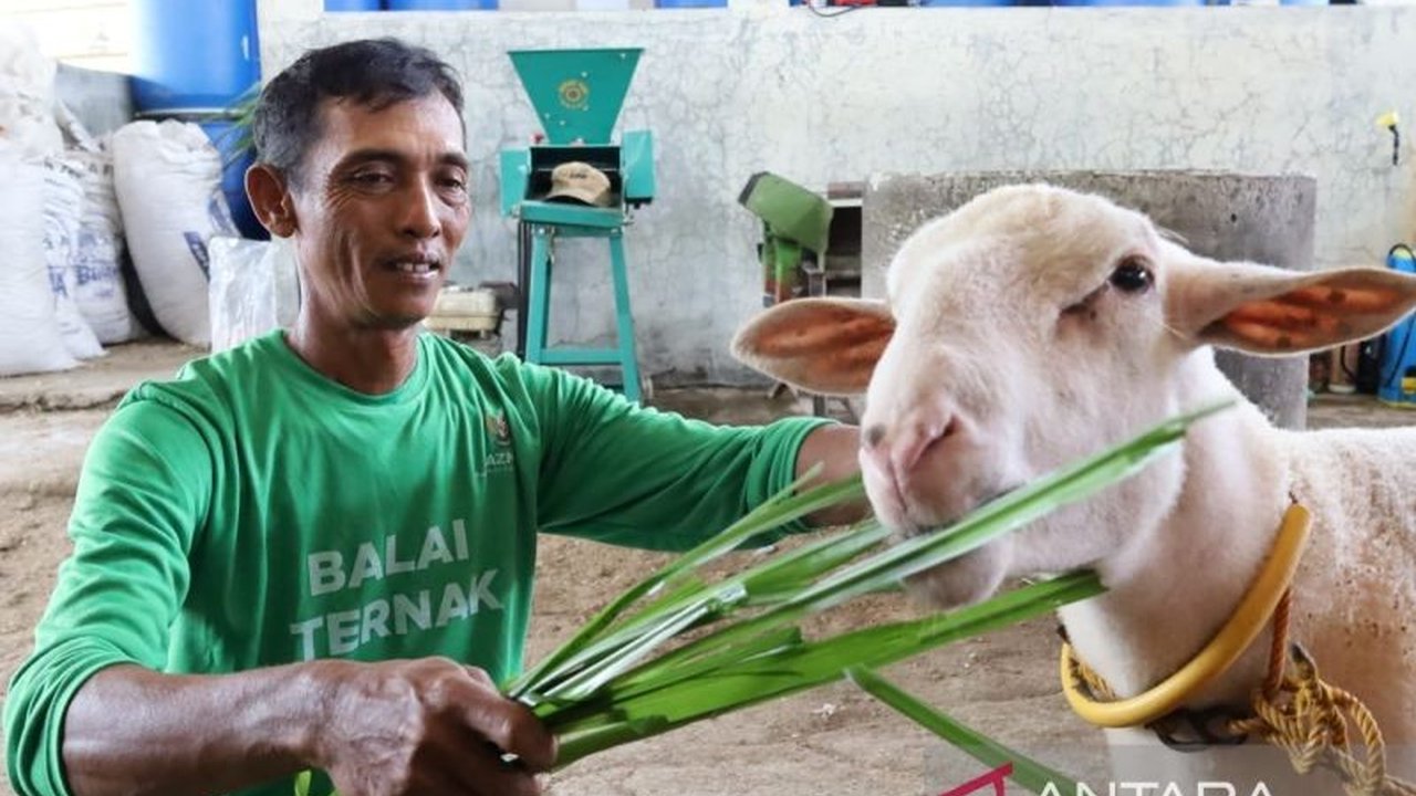 Baznas luncurkan Program Balai Ternak di Blora untuk memberdayakan peternak kecil, meningkatkan kesejahteraan, dan mengurangi angka kemiskinan di wilayah tersebut.