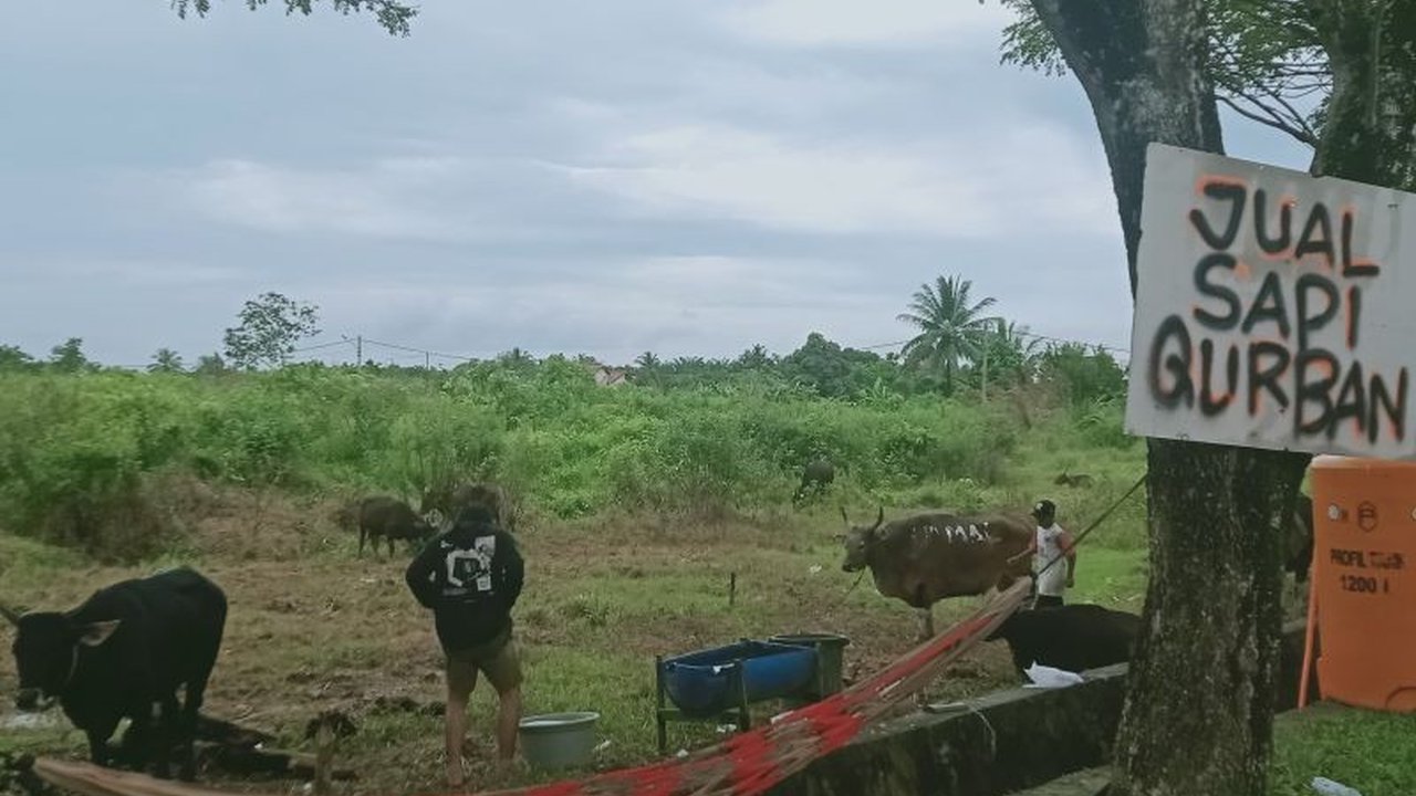 Pemerintah Kabupaten Penajam Paser Utara memastikan ketersediaan 1.200 hewan kurban untuk Idul Adha 2025 dengan jaminan kesehatan hewan ternak yang ketat melalui pemeriksaan dan SKKH.