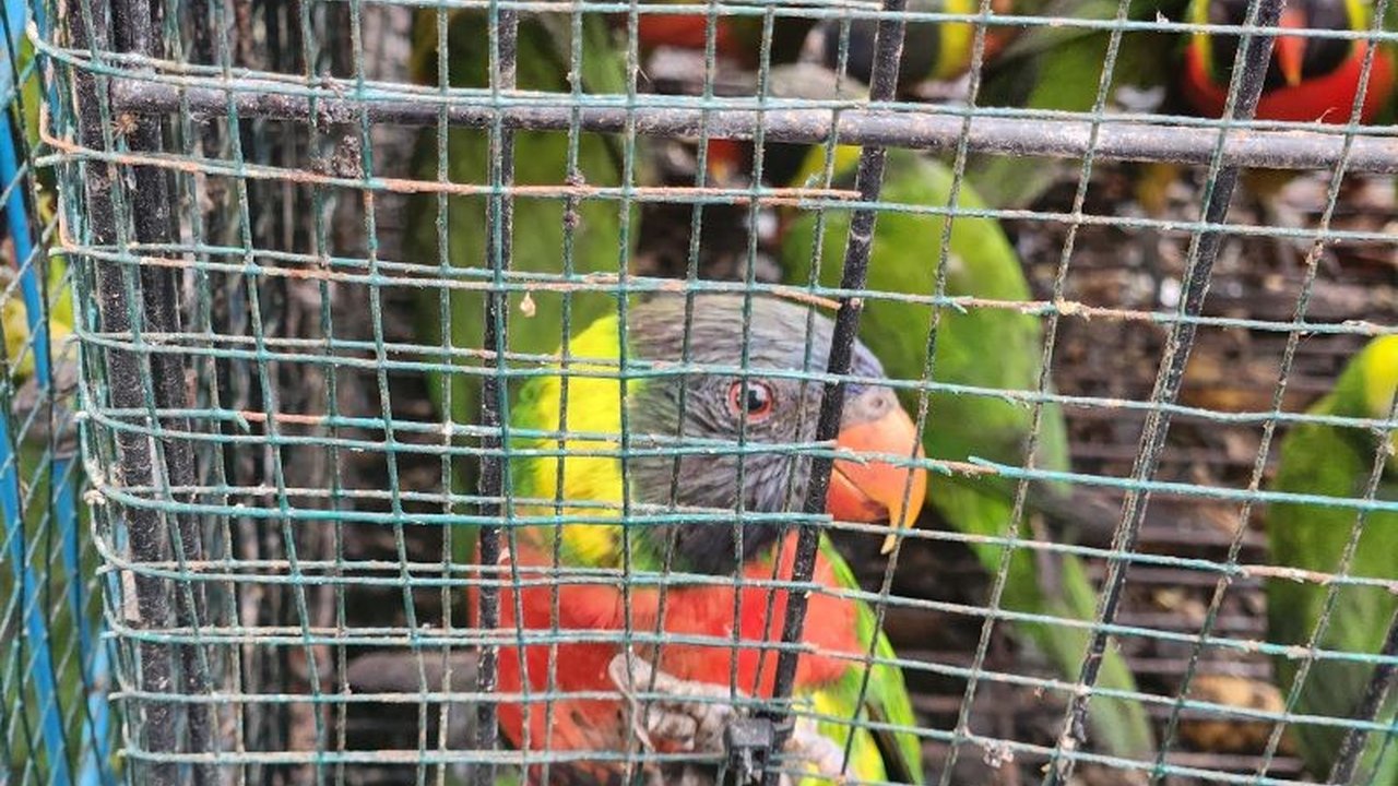 Balai Karantina Hewan NTB menggagalkan penyelundupan 81 ekor burung berbagai jenis tanpa dokumen di Pelabuhan Lembar, Lombok Barat menuju Surabaya;  penyelundup masih dalam penyelidikan.