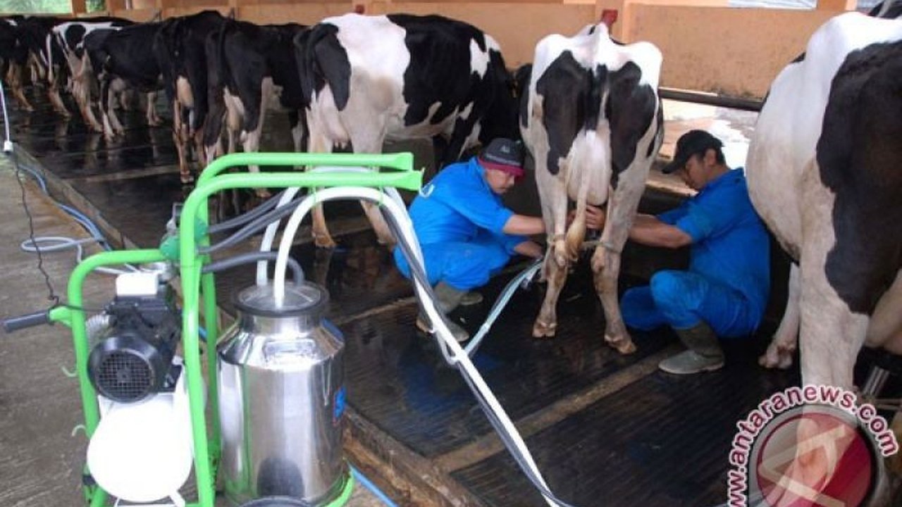 Wakil Menteri Investasi ungkap ekosistem peternakan sapi di NTT sebagai solusi untuk mengurangi impor dan mendukung program Makan Bergizi Gratis, serta dorongan pemerintah menuju swasembada pangan.