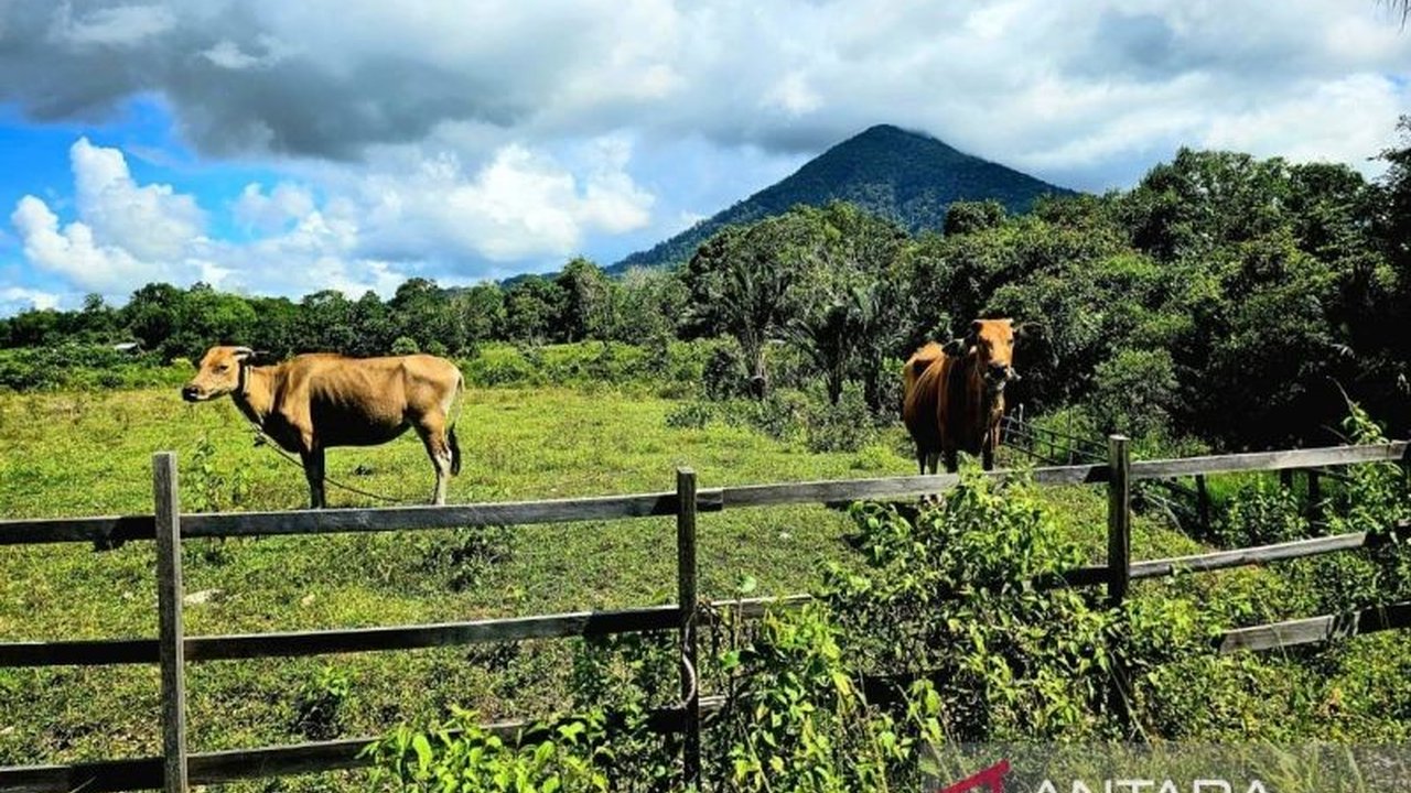 Pemerintah Kabupaten Natuna rutin memeriksa kesehatan sapi menjelang Idul Adha untuk memastikan kualitas dan menjaga populasi ternak lokal, sekaligus memenuhi permintaan dari daerah lain.