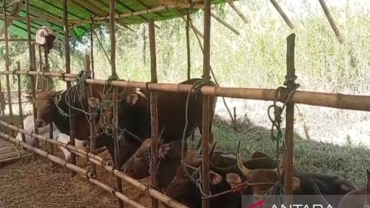 Menjelang Idul Adha 2025, Kota Banjarmasin dipastikan mengandalkan pasokan hewan kurban mayoritas dari luar Kalimantan, terutama NTT, NTB, dan Jawa, untuk memenuhi kebutuhan masyarakat.