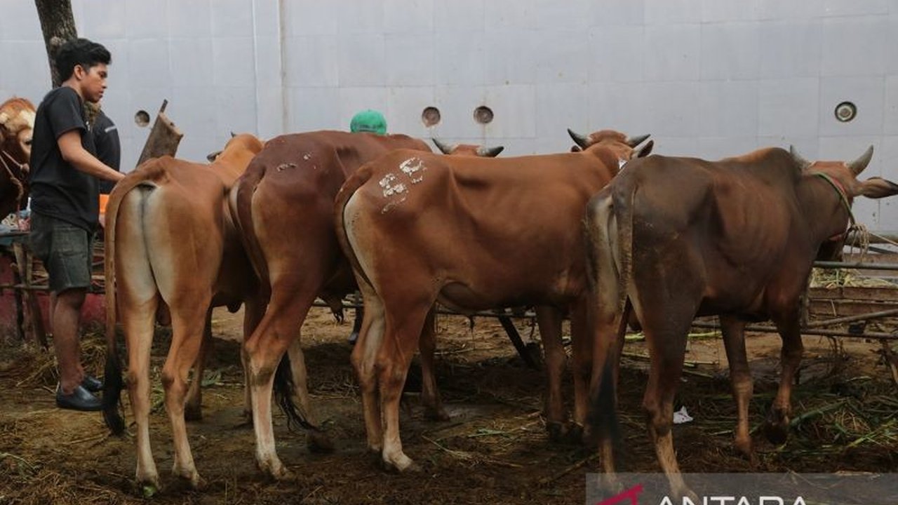 Surabaya Perketat Pengawasan Hewan Kurban Jelang Idul Adha