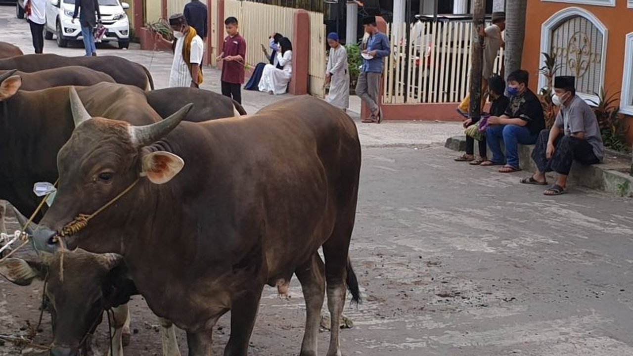 Dinas Ketahanan Pangan dan Peternakan Sumsel memastikan stok hewan kurban seperti sapi dan kambing untuk Idul Adha 1446 H/2025 M aman dan cukup untuk memenuhi kebutuhan masyarakat di 17 kabupaten/kota.