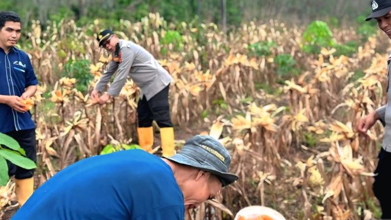 Polres OKU berhasil panen 2,5 ton jagung di lahan binaan Desa Karya Mukti, OKU, Sumatera Selatan, sebagai bentuk dukungan terhadap program ketahanan pangan nasional.