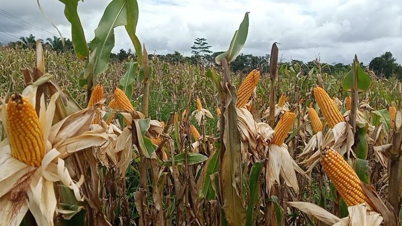Bengkayang Perkuat Sektor Pertanian dan Pacu Hilirisasi untuk Dongkrak Ekonomi