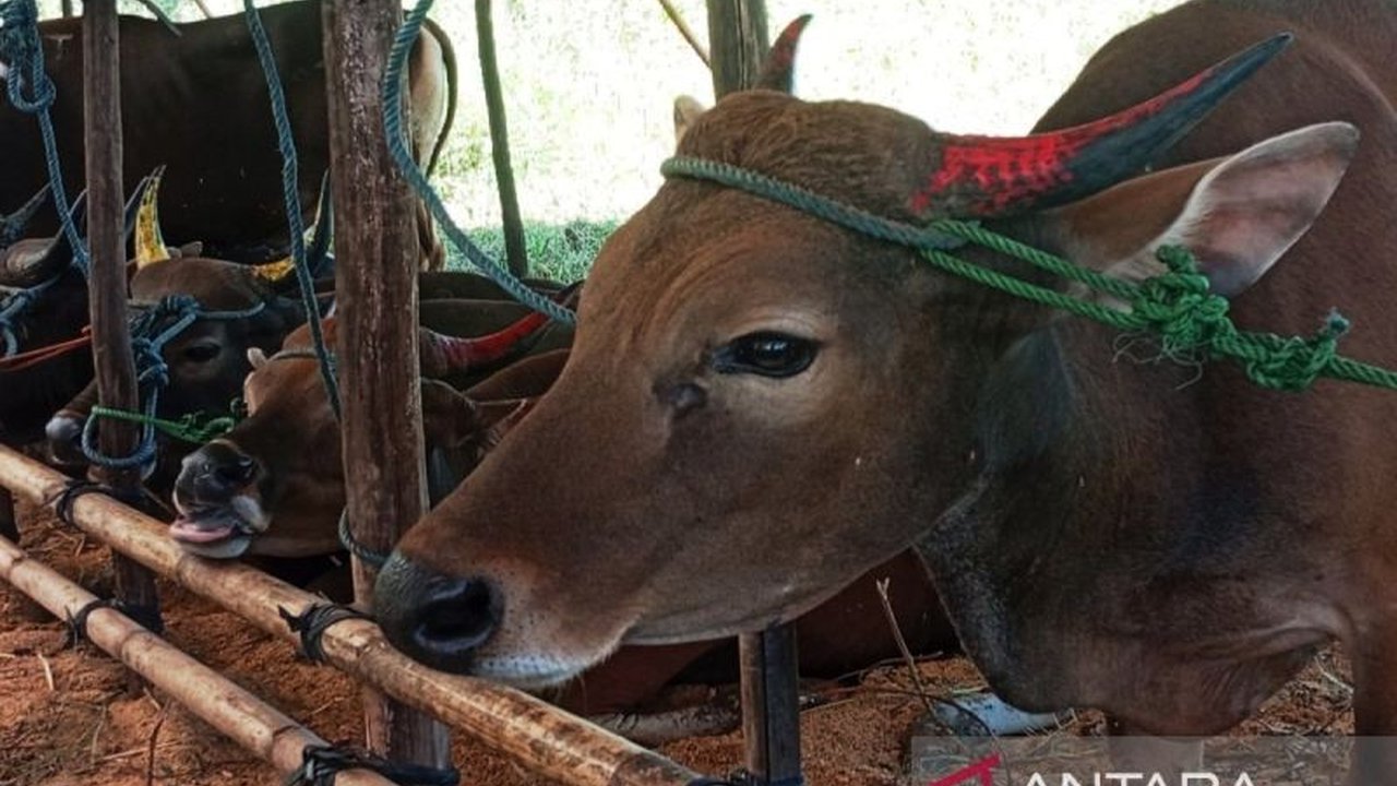 Jelang Idul Adha 2025, pedagang di Barito Kuala, Kalimantan Selatan, siapkan 100 sapi kurban dengan harga naik hingga Rp2 juta per ekor.