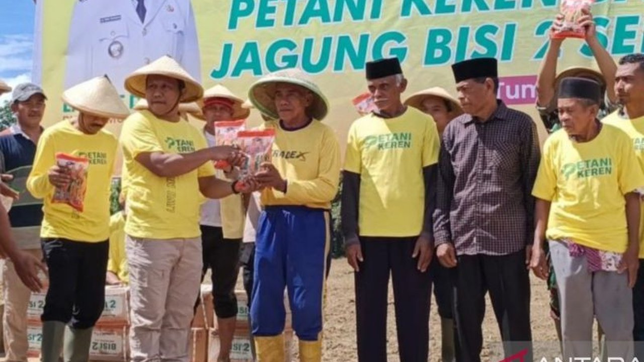 Pemerintah Daerah Muna Barat, Sulawesi Tenggara, menanam jagung kuning seluas 1.500 hektare untuk meningkatkan ketahanan pangan dan kesejahteraan petani melalui program 'Petani Keren'.