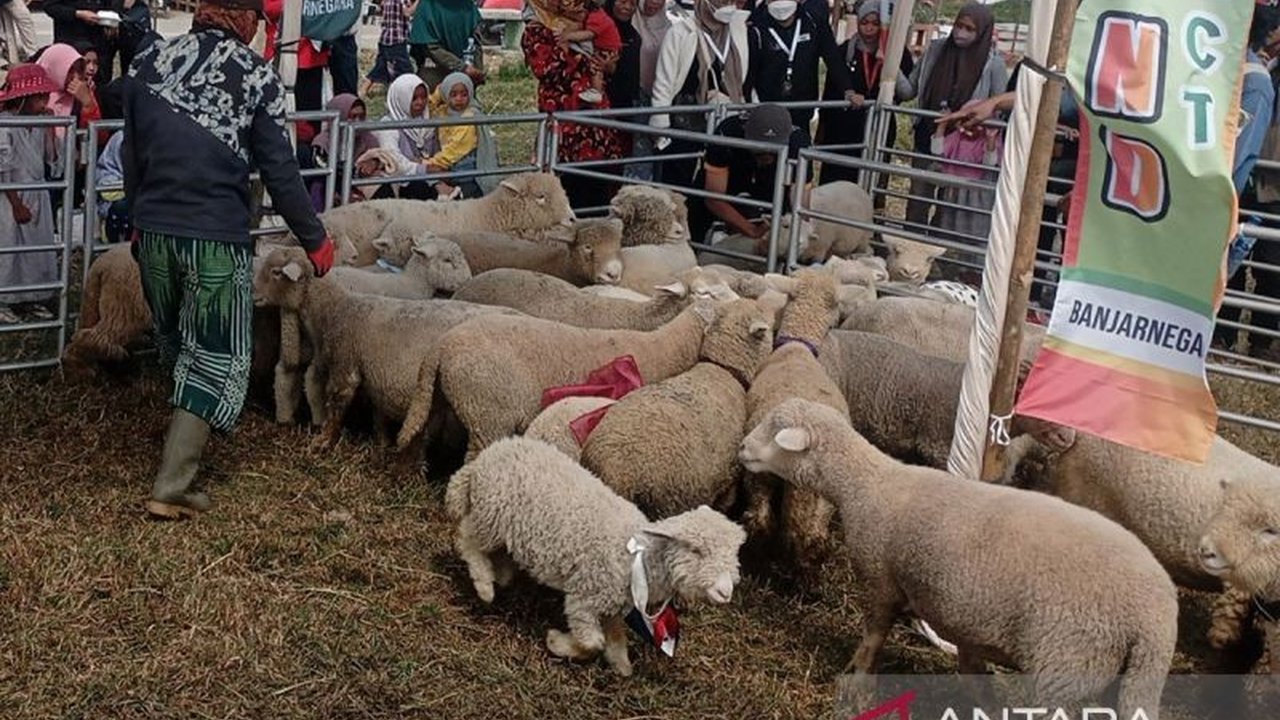 Kabupaten Banjarnegara, Jawa Tengah, dipastikan memiliki stok hewan ternak cukup untuk memenuhi kebutuhan Idul Adha 1446 H, meskipun populasi sapi lokal mengalami penurunan.