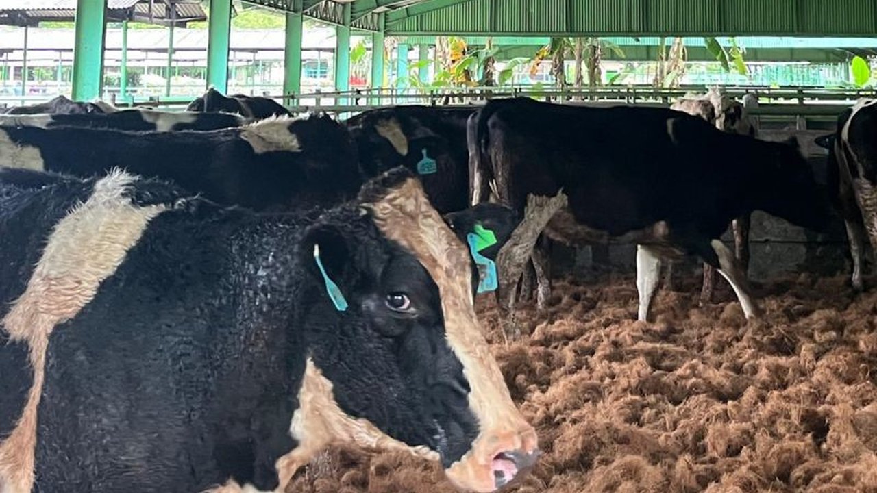 Kementan: Kedatangan 1.213 Sapi Bunting di Cilacap, Bukti Nyata Kemitraan Perkuat Ketahanan Pangan