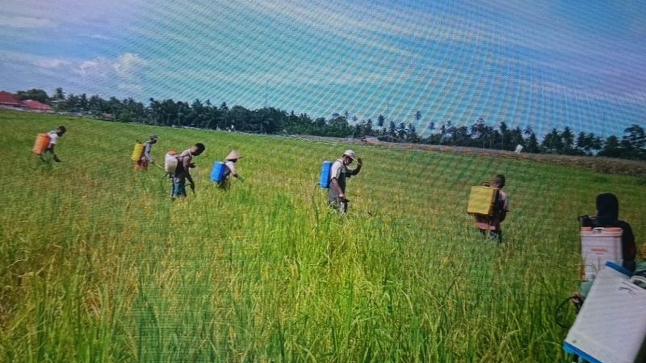 Dinas Pertanian Agam anjurkan petani di Kabupaten Agam, Sumatera Barat, menanam bibit padi tahan wereng coklat untuk mencegah gagal panen akibat serangan hama.
