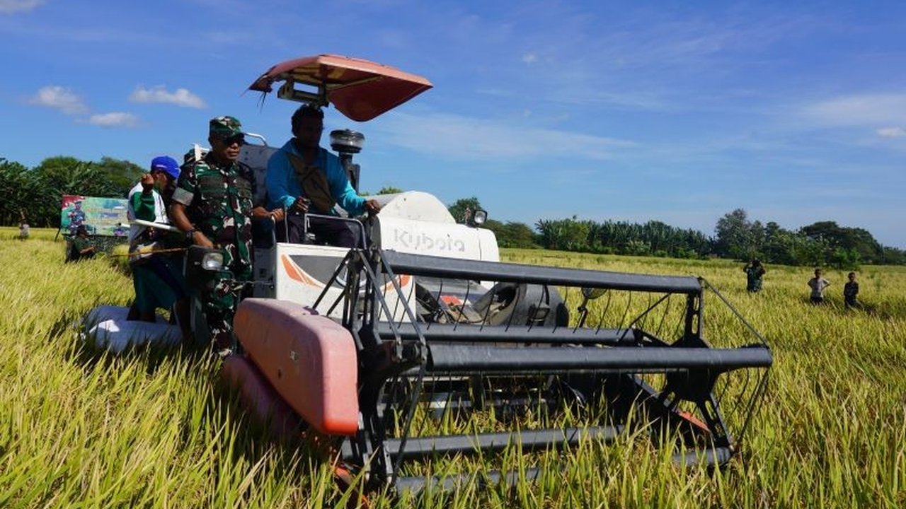 Korem 161/Wira Sakti dan Bulog NTT Sukses Panen Raya Padi di Kupang