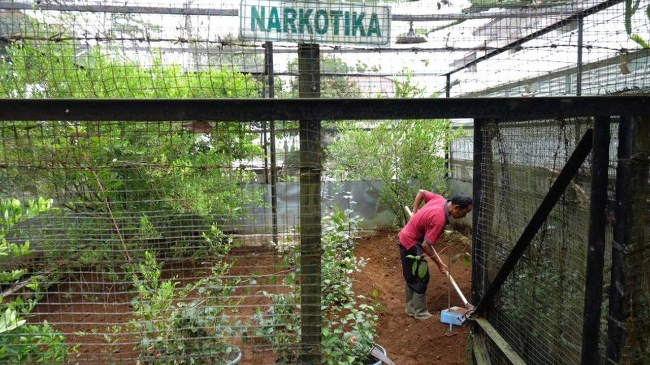 Masa Depan Bangsa: Kesehatan Tanaman, Pilar Ketahanan Pangan Indonesia