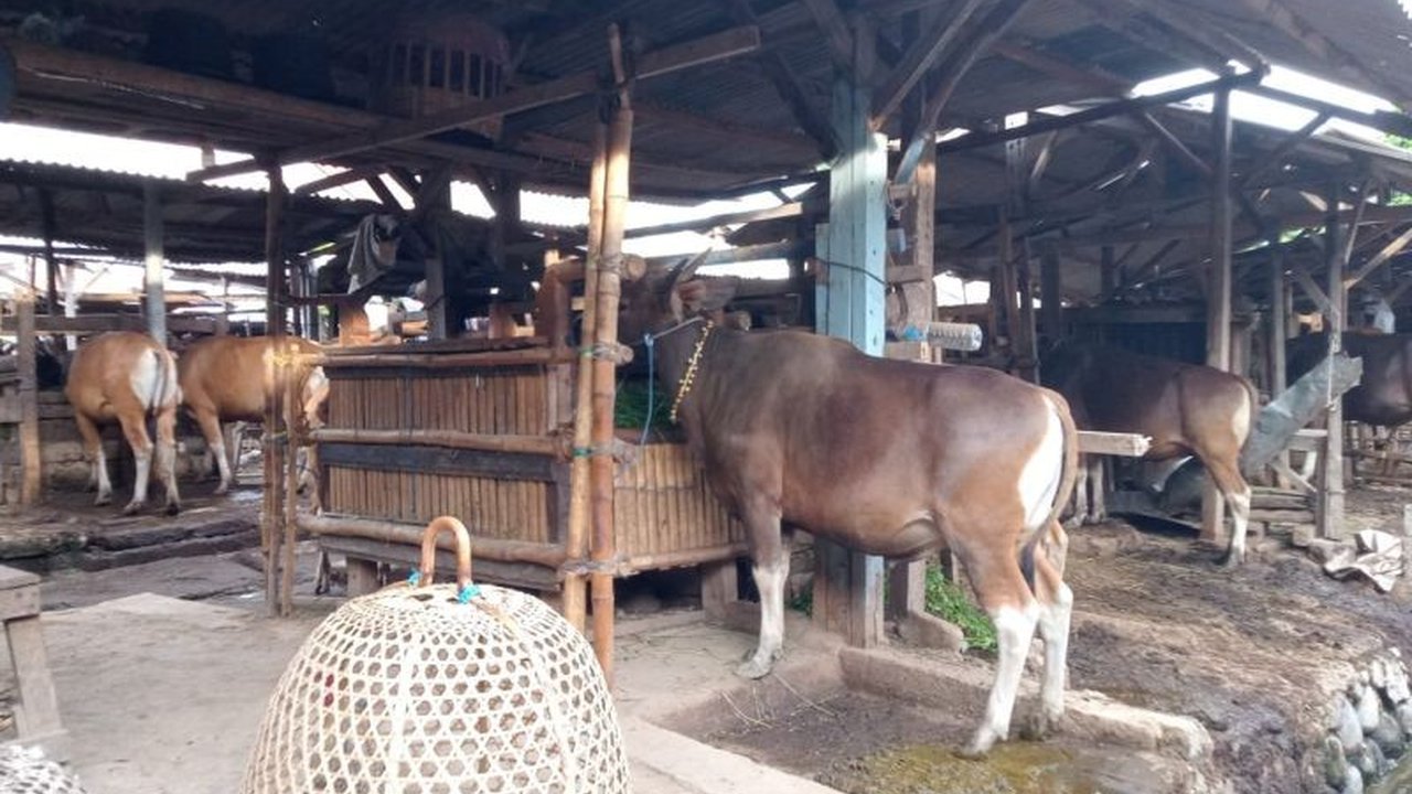 Pemerintah Kota Mataram membuka kembali akses pengiriman ternak dari Pulau Sumbawa setelah dinyatakan bebas antraks, guna memenuhi kebutuhan hewan kurban Idul Adha 2025.