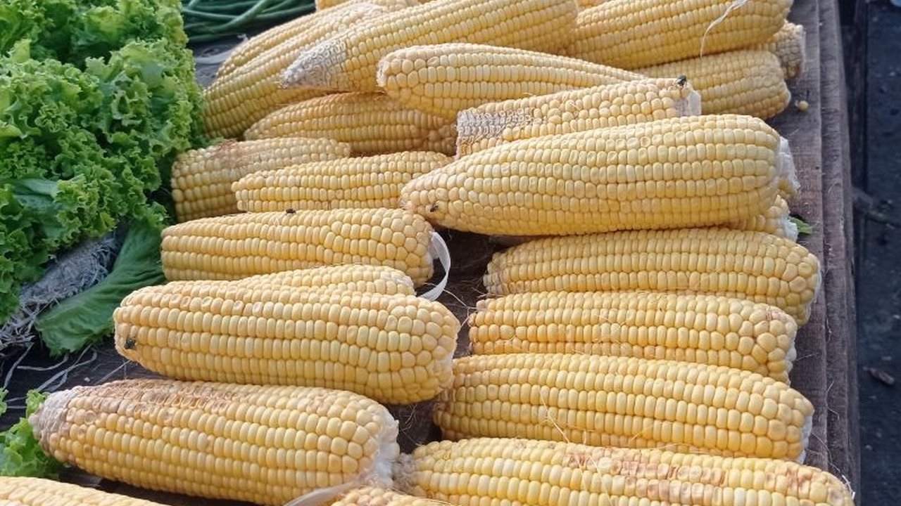 Petani di Kabupaten Lebak, Banten, menanam jagung seluas 1.000 hektare untuk mendukung swasembada pangan nasional dan meningkatkan perekonomian petani.