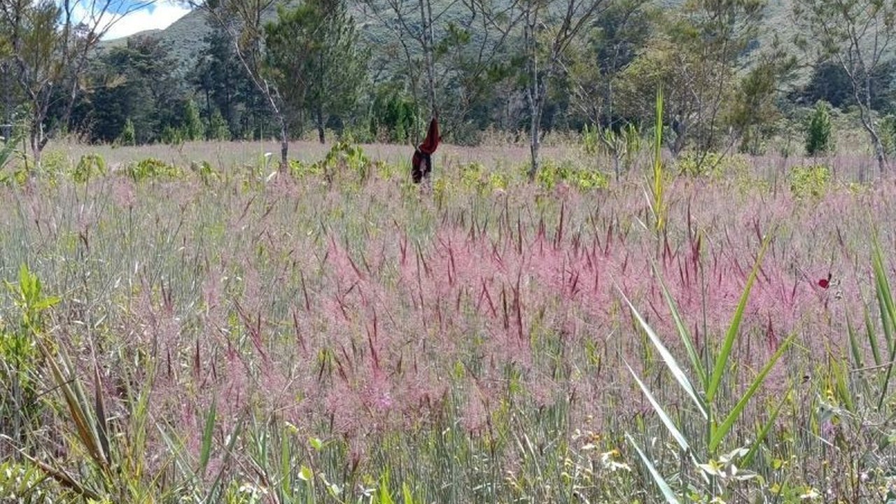 Keindahan Rumput Mei atau Owasi-Owasika di Lembah Baliem, Papua Pegunungan, memikat wisatawan dengan bunganya yang ungu dan hanya mekar setahun sekali di bulan Mei.