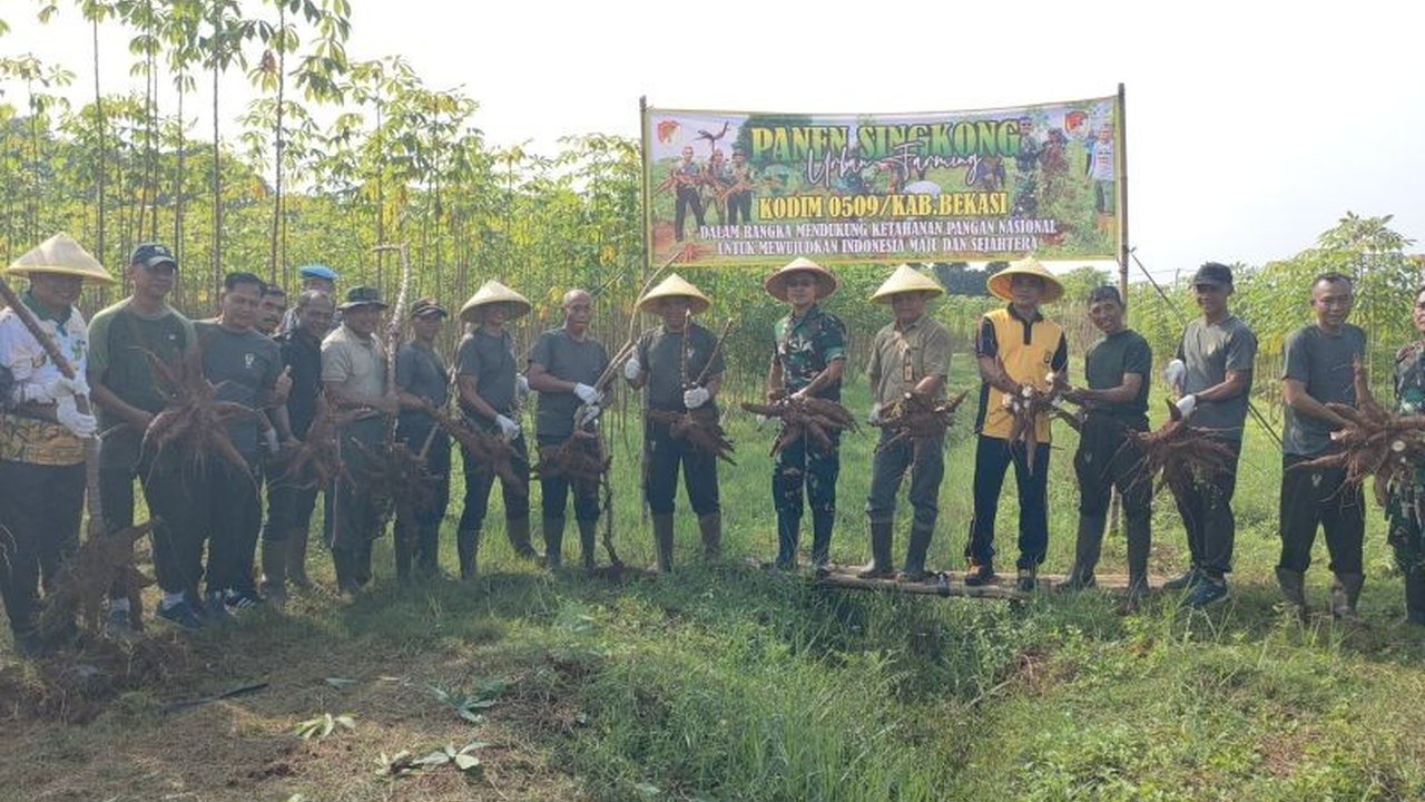 Kodim 0509/Kabupaten Bekasi bersama warga Kecamatan Setu panen raya singkong di lahan urban farming, sebagai upaya sinergis mewujudkan ketahanan pangan dan kemandirian ekonomi.