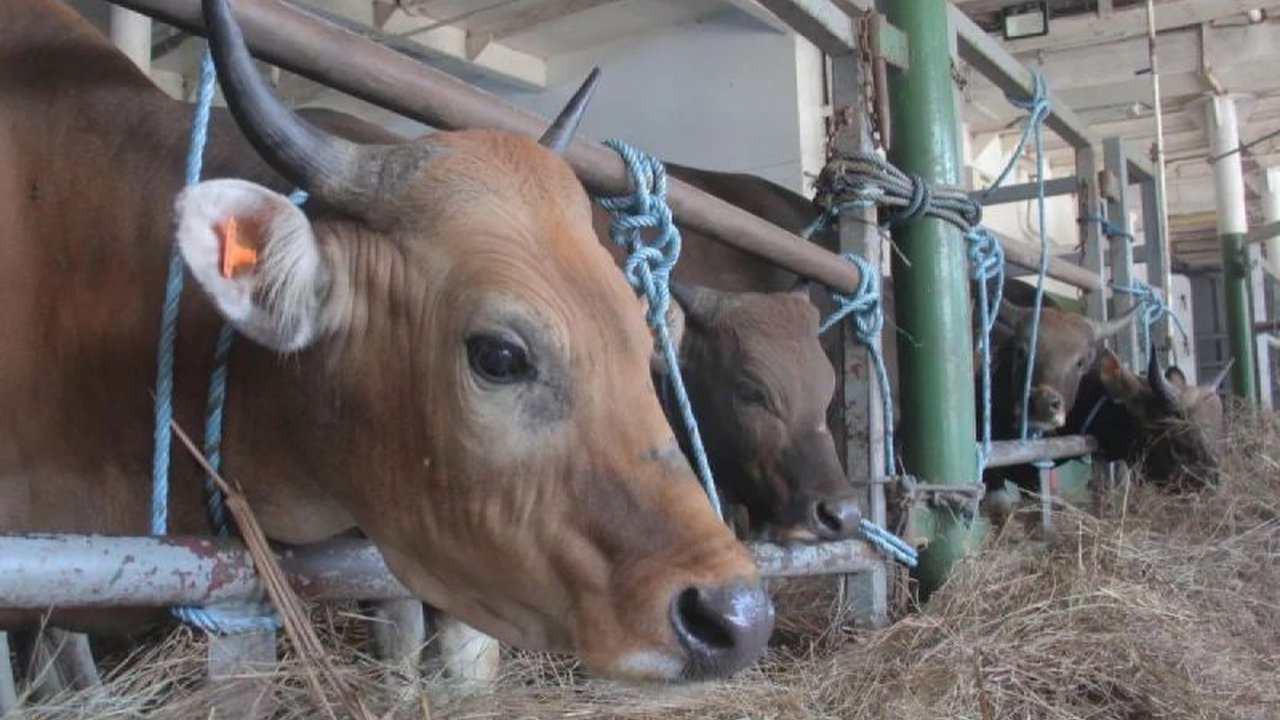 Ombudsman NTT menemukan sejumlah masalah dalam tata niaga sapi, termasuk kuota yang tidak proporsional, dugaan jual beli rekomendasi, dan standar berat sapi yang sulit dipenuhi, sehingga berdampak pada peternak dan pengusaha.