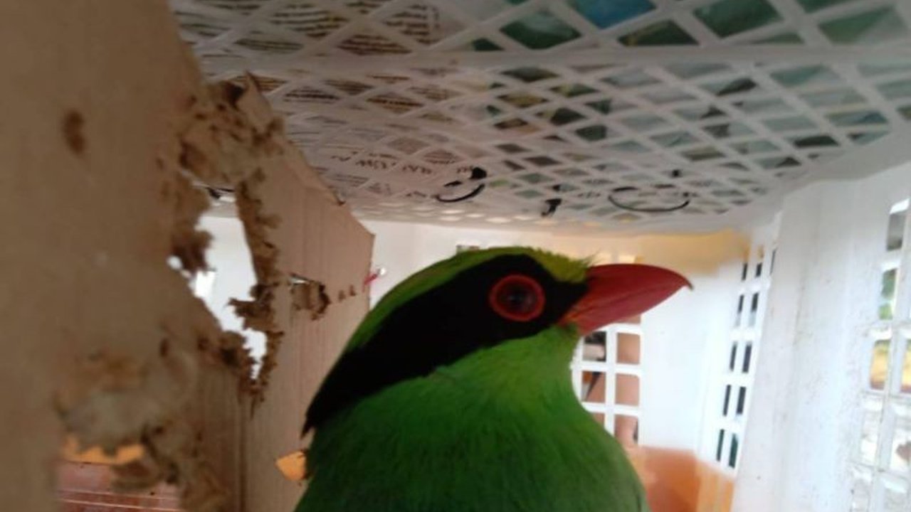 Balai Karantina Lampung menggagalkan penyelundupan 668 burung di Pelabuhan Bakauheni; 47 ekor di antaranya merupakan spesies dilindungi, dan penyelundup telah ditahan.