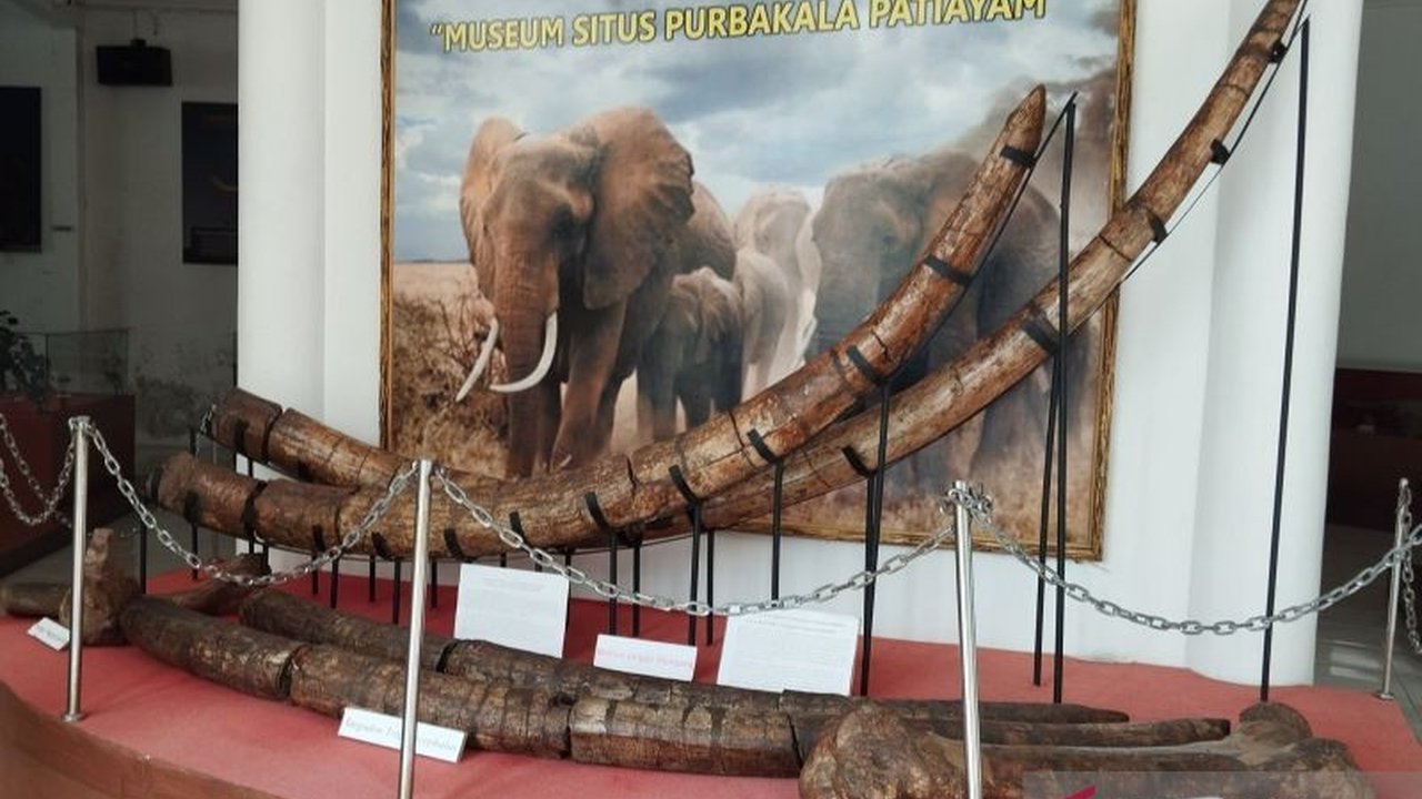 Penemuan fosil gajah purba Elephas di Situs Patiayam, Kudus, mendorong perluasan penggalian dan pengembangannya sebagai objek wisata edukatif.