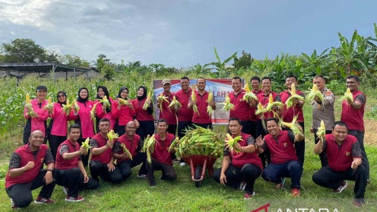 Polres Bangka Barat berhasil panen jagung di lahan Kompleks Polsek Mentok dan sejumlah desa, sebagai upaya mendukung ketahanan pangan dan memberdayakan warga.