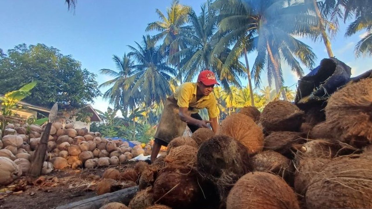 Pemerintah berencana terapkan pungutan ekspor kelapa bulat untuk menyeimbangkan kebutuhan dalam negeri dan ekspor, sekaligus menstabilkan harga kelapa di pasar domestik.