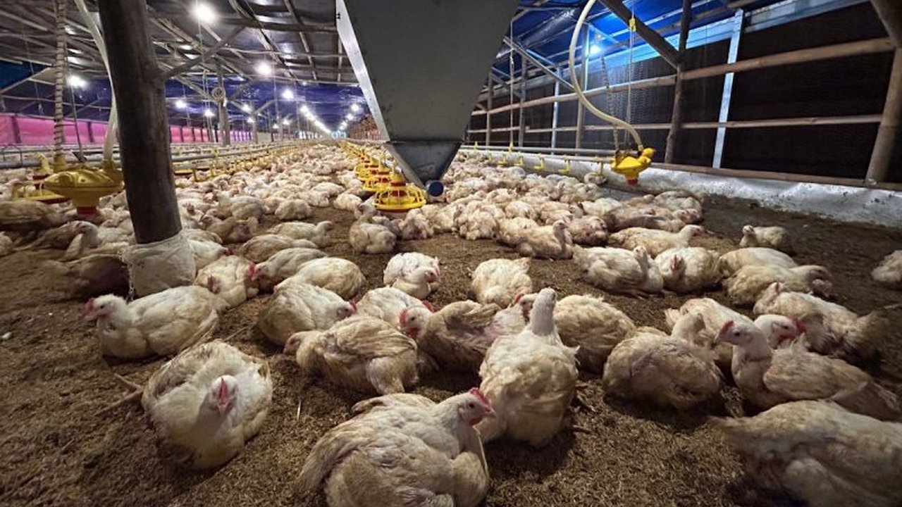 Kementerian Pertanian (Kementan) mengambil langkah strategis untuk mengendalikan produksi ayam guna menstabilkan harga ayam hidup yang masih di bawah Harga Pokok Produksi (HPP).