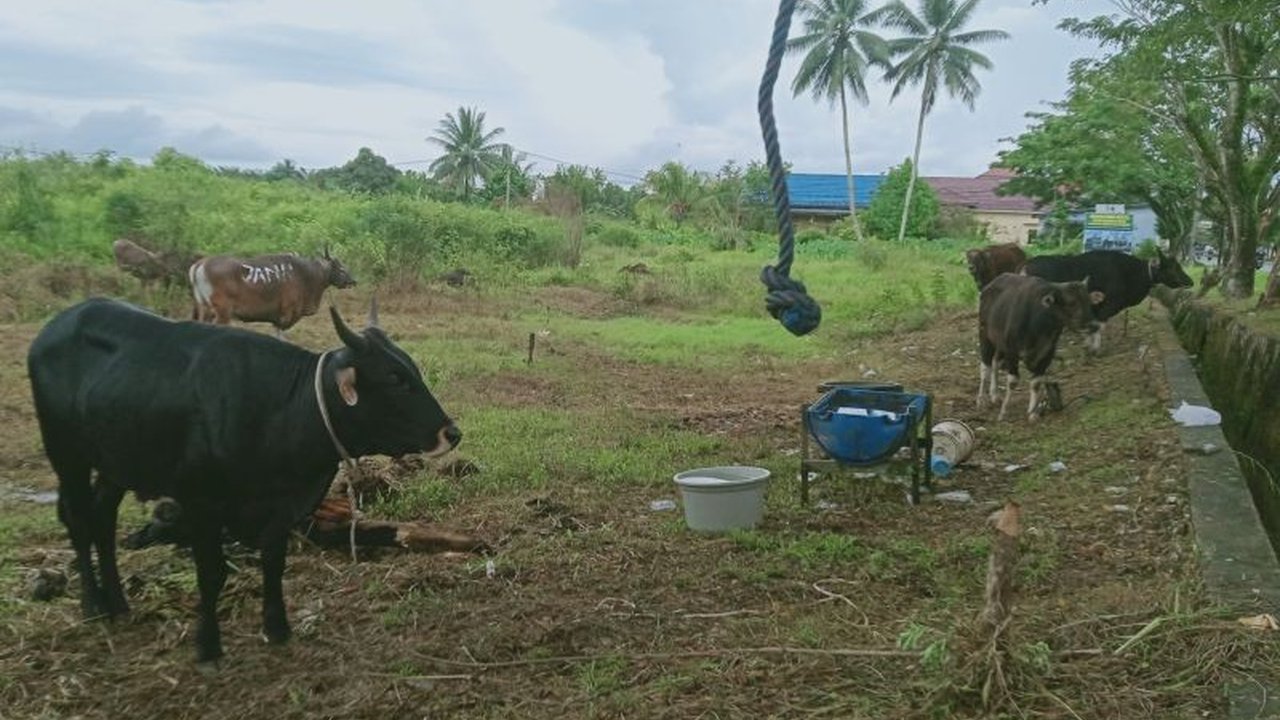 Pemerintah Kabupaten Penajam Paser Utara melakukan pemeriksaan ulang kesehatan hewan kurban dari pedagang musiman untuk memastikan hewan kurban sehat dan layak dikonsumsi.