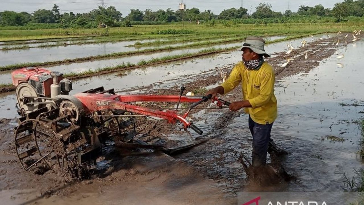 Kabupaten Bantul, Yogyakarta, genjot distribusi alat mesin pertanian (alsintan) untuk mencapai swasembada pangan, ditargetkan panen padi meningkat hingga 40.000 hektare pada tahun depan.