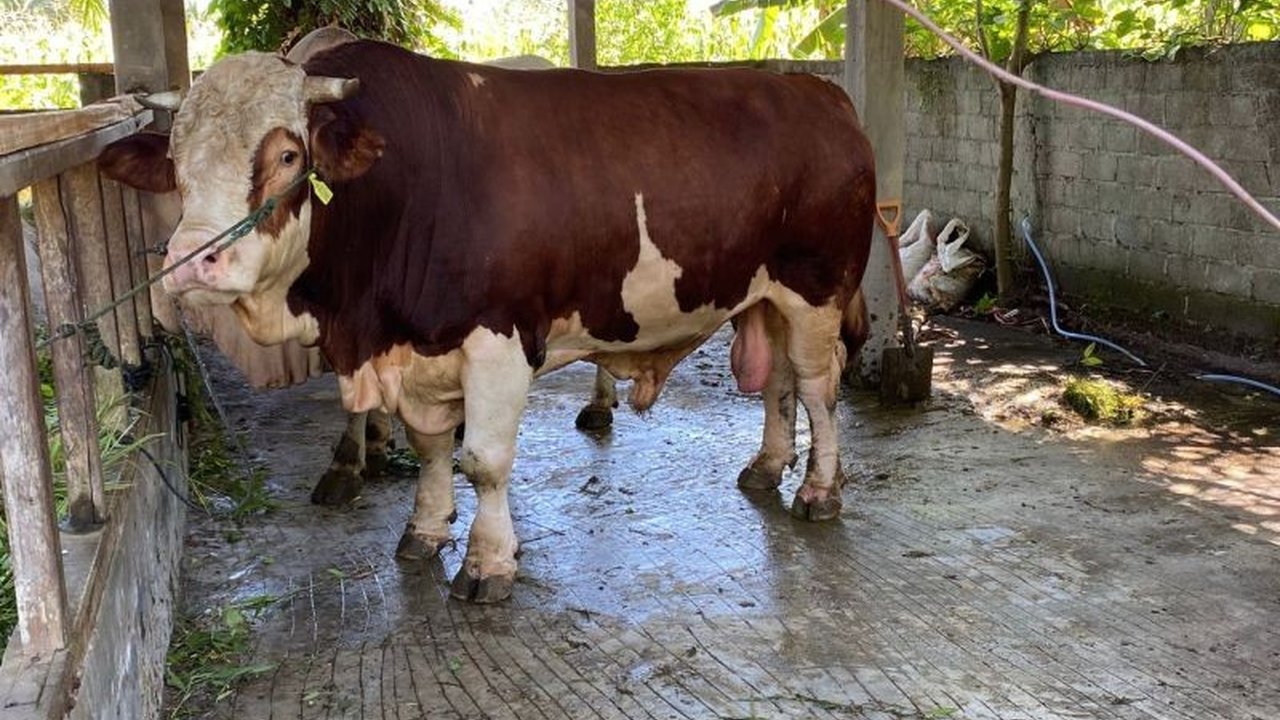 Pemerintah Kabupaten Pasaman Barat menerapkan sistem pemeriksaan hewan kurban dua tahap, yaitu antemortem dan postmortem, untuk memastikan kesehatan dan kualitas daging yang dikonsumsi masyarakat pada Idul Adha 1446 H.