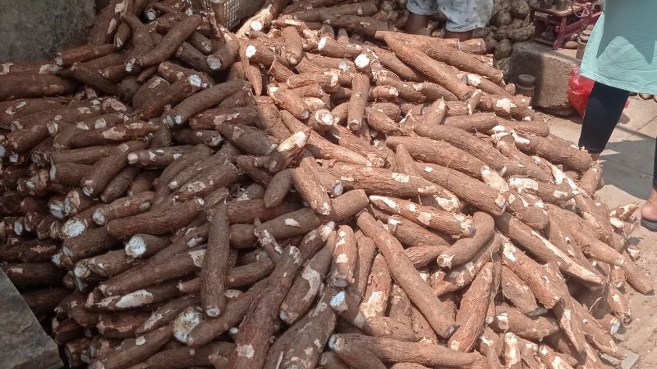 Produksi empat komoditas palawija di Lebak mencapai 2.887 ton pada periode Januari-April 2025, dengan petani singkong meraup pendapatan hingga Rp60 juta per hektare.