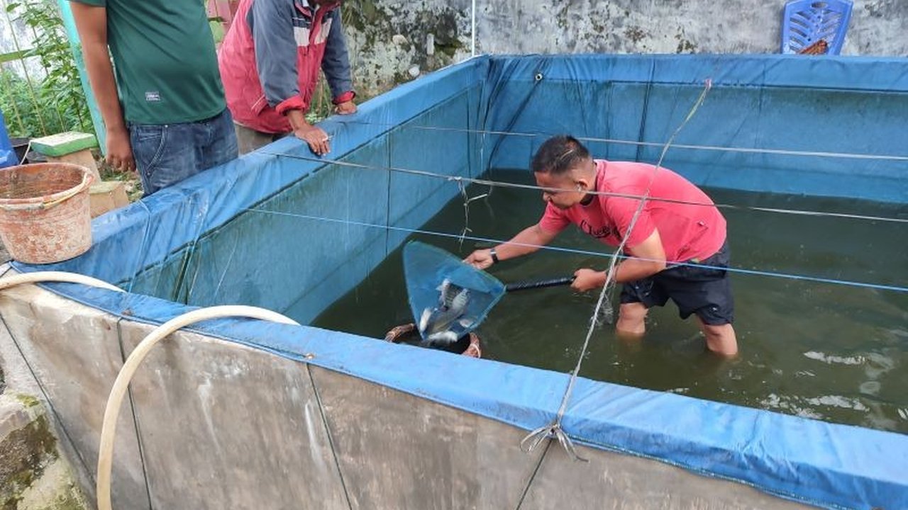 Rutan Lubuk Sikaping sukses panen ikan nila bioflok hasil budidaya warga binaan, mendukung ketahanan pangan dan pemberdayaan narapidana.
