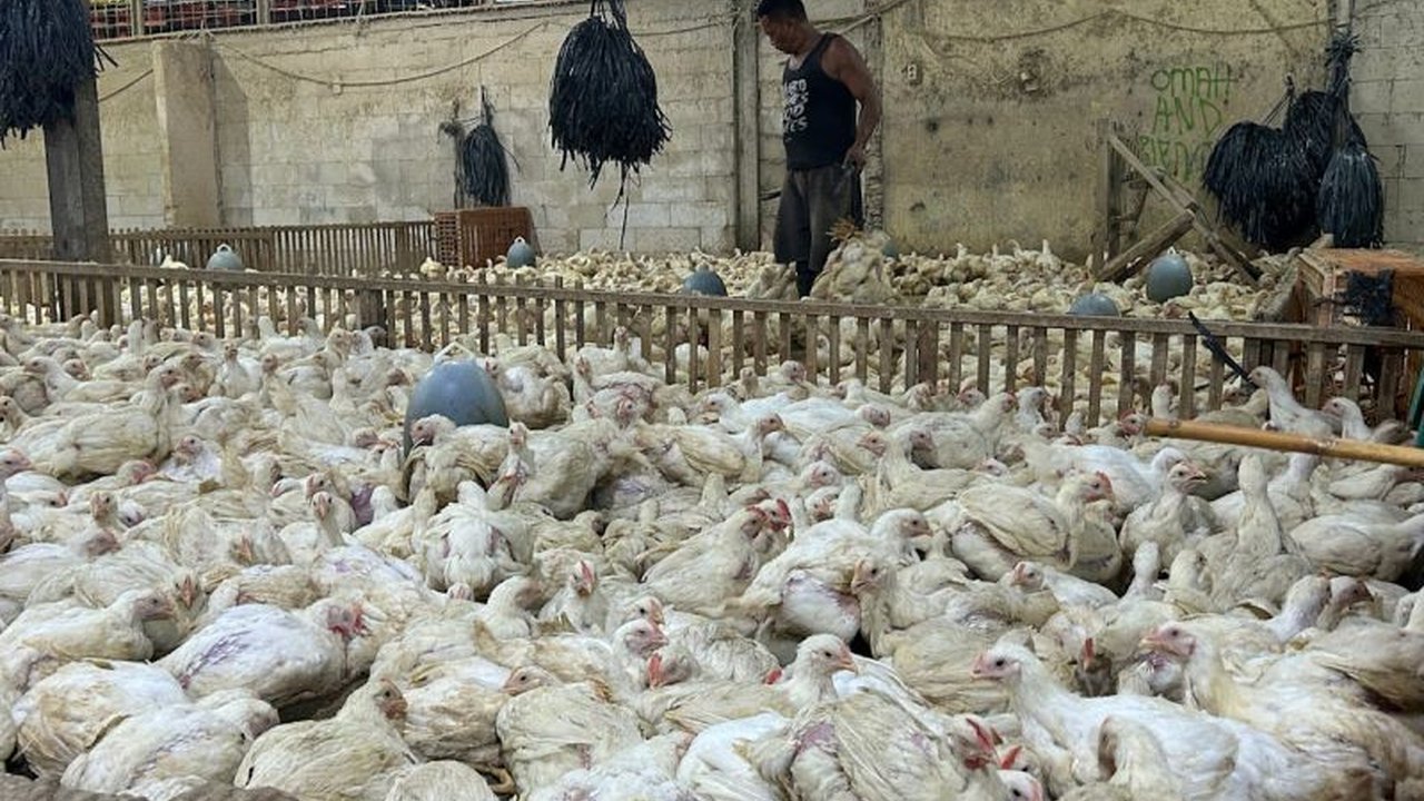 Kementan Awasi Distribusi Ayam Broiler di Jakarta, Jaga Stabilitas Harga dan Pasokan
