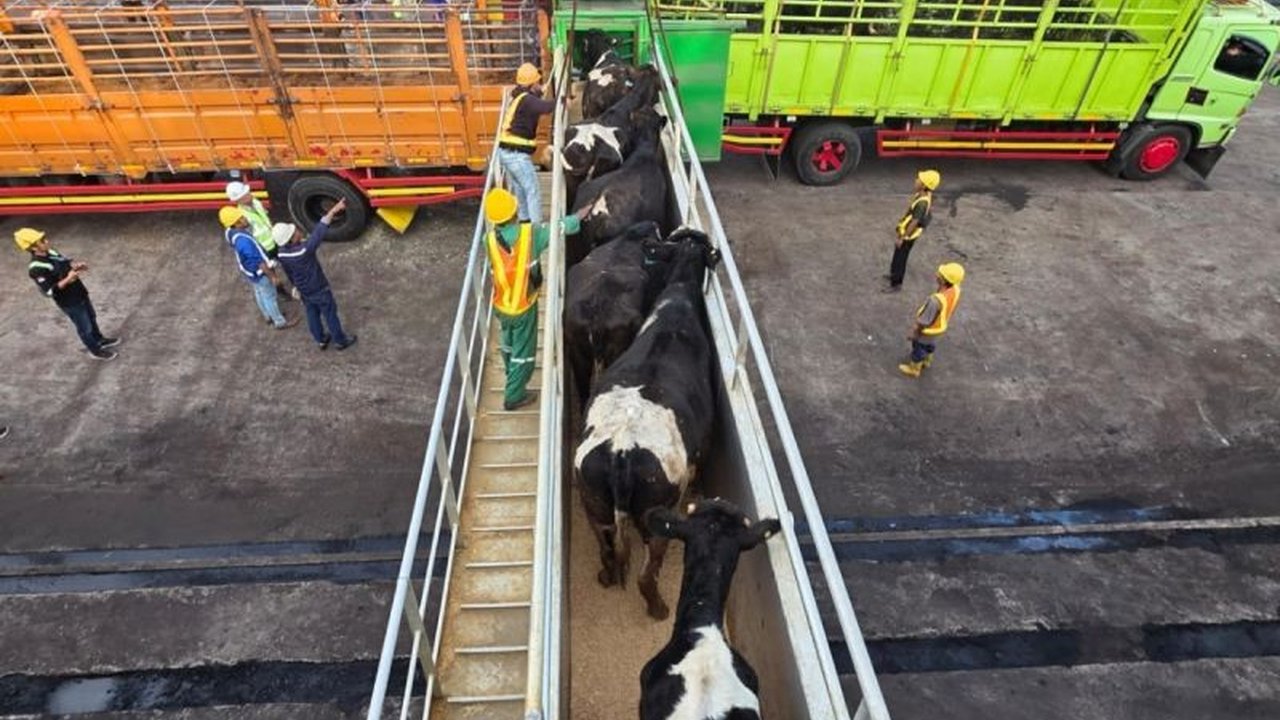 Balai Karantina Jawa Tengah memeriksa kesehatan 1.138 sapi impor dari Australia yang tiba di Pelabuhan Tanjung Intan, Cilacap, memastikan bebas penyakit dan siap untuk pembibitan sapi perah.