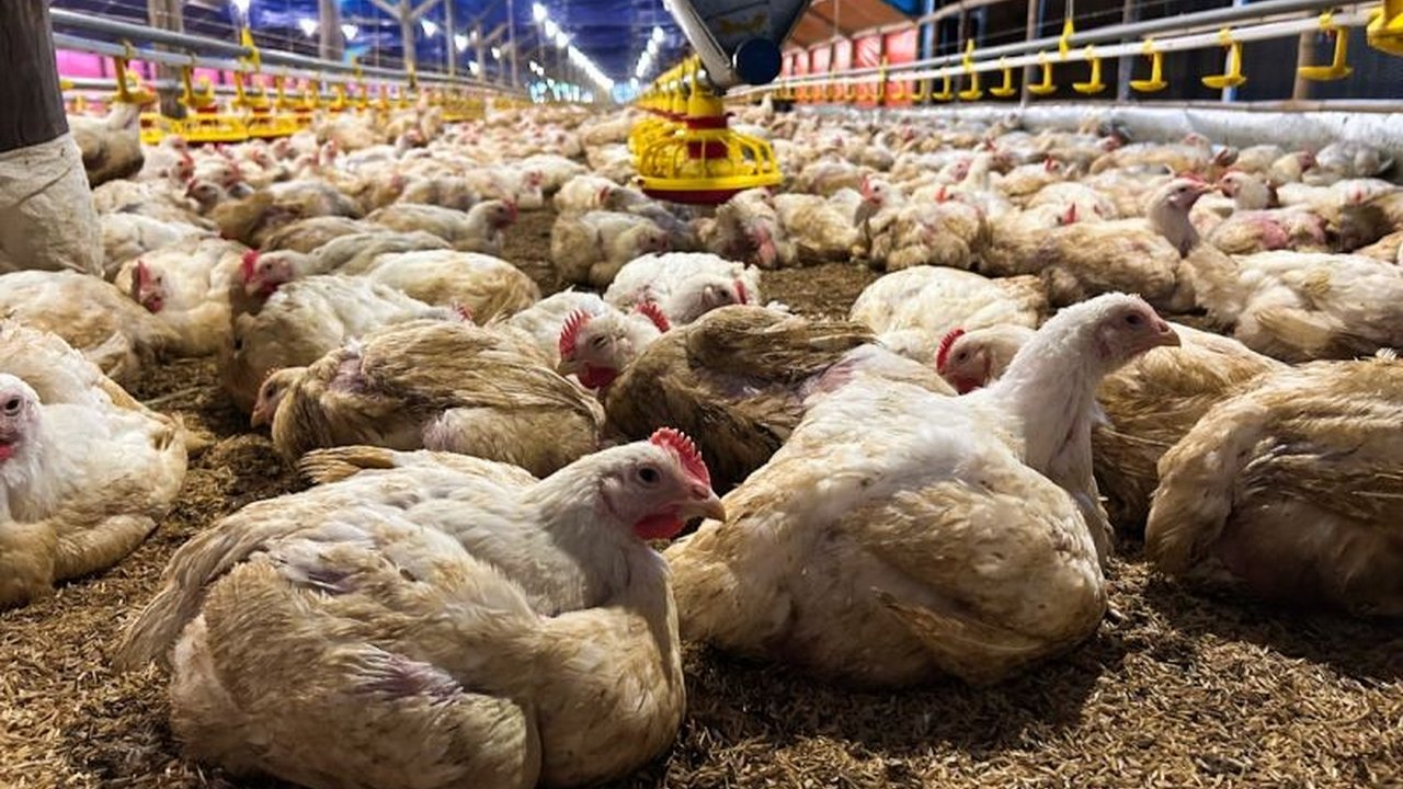 Kementerian Pertanian dan Komunitas Peternakan Unggas Nasional (KPUN) berkolaborasi untuk menstabilkan harga ayam hidup dan melindungi peternak ayam mandiri di Indonesia.