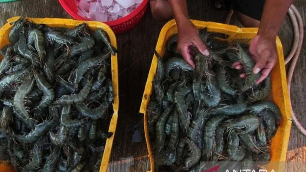 Kementerian Kelautan dan Perikanan (KKP) gencar promosikan konsumsi udang nasional melalui kampanye Gemarikan,  menawarkan berbagai olahan udang dan peluang usaha baru.