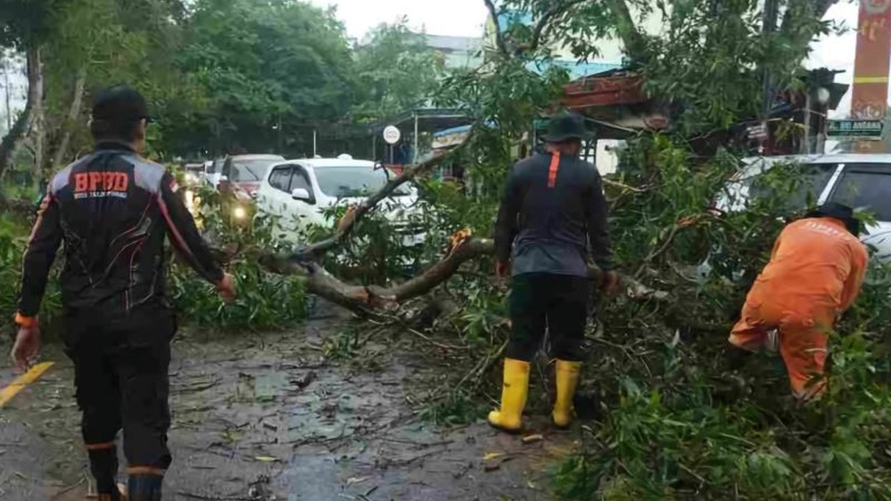 Dua Pohon Tumbang Akibat Cuaca Ekstrem di Tanjungpinang, BPBD Turun Tangan