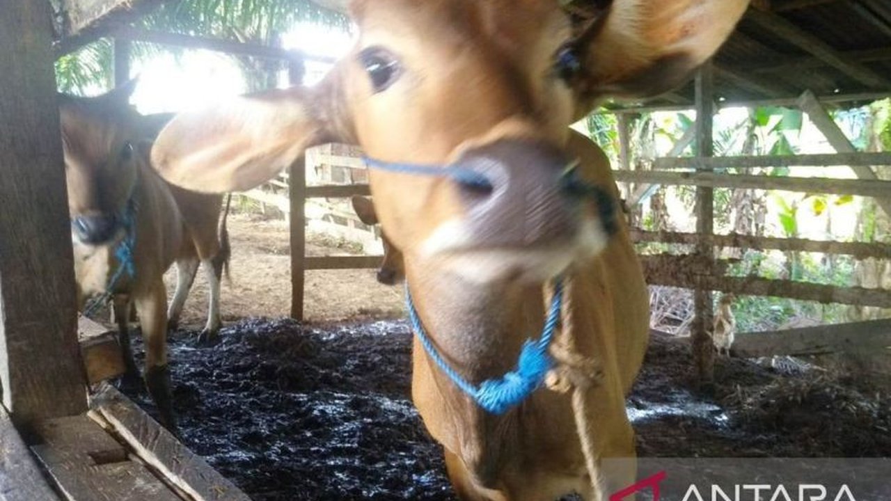 Balikpapan perketat pengawasan kesehatan hewan kurban, termasuk PMK dan LSD, jelang Idul Adha dengan vaksinasi dan pemeriksaan hewan dari luar daerah.