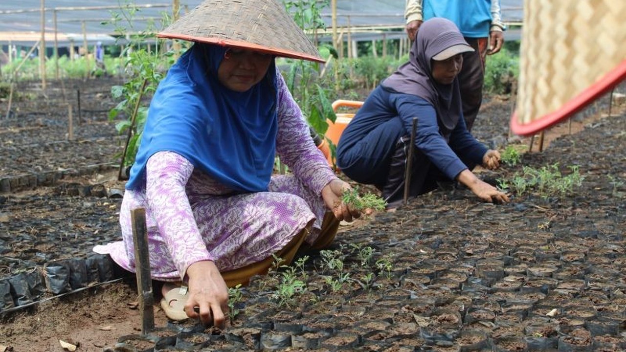 653 KK di Lampung terlibat penanaman akasia untuk bahan baku biomassa PLTU, mendukung swasembada energi dan ekonomi lokal.