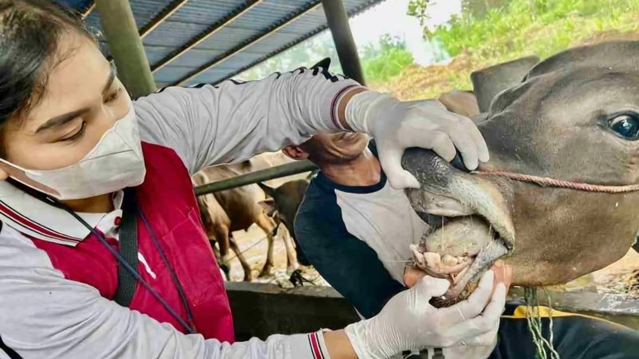 Dinas Pertanian Tanjungpinang periksa 720 ekor sapi kurban, pastikan kesehatan dan kelayakan jelang Idul Adha untuk masyarakat.