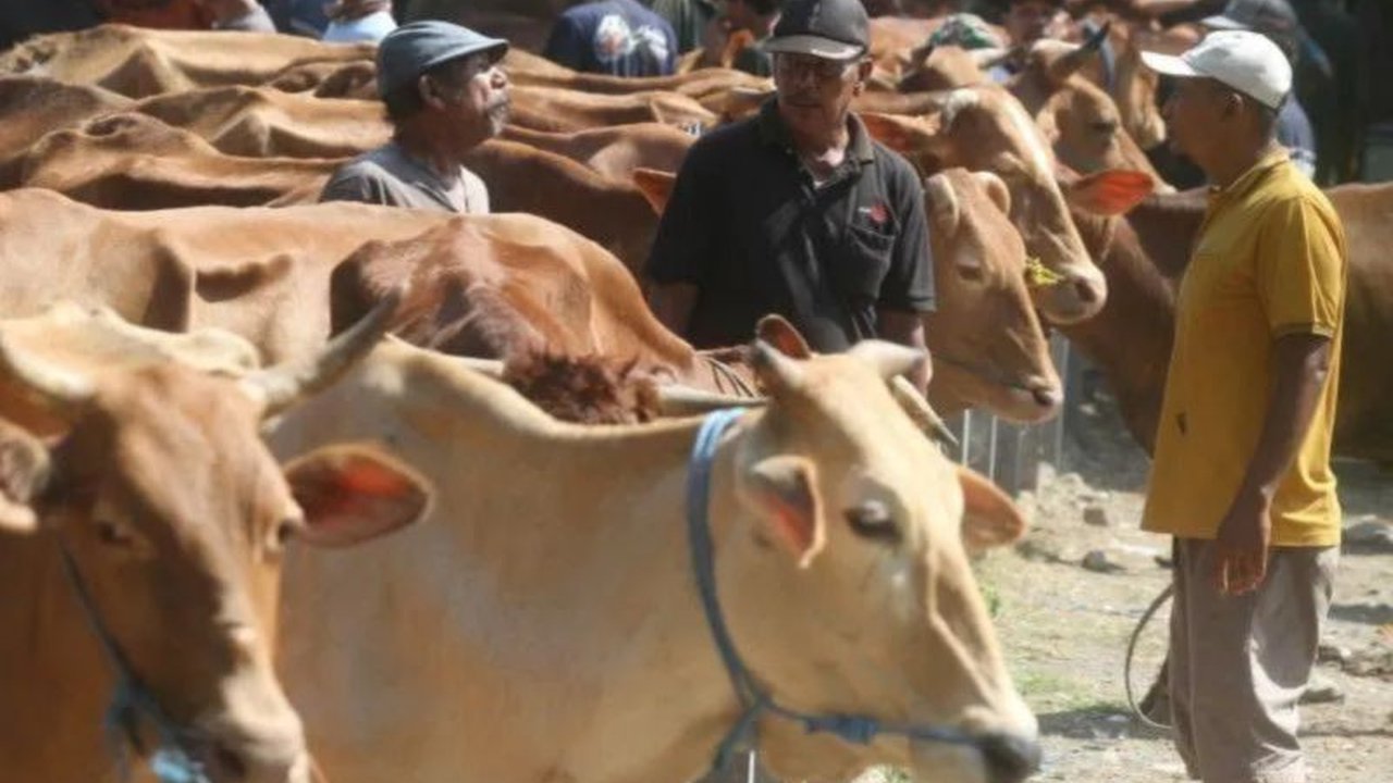 DPKP DIY memastikan tidak ada kasus baru PMK menjelang Idul Adha dan menggandeng dokter hewan untuk pengawasan intensif di titik rawan.