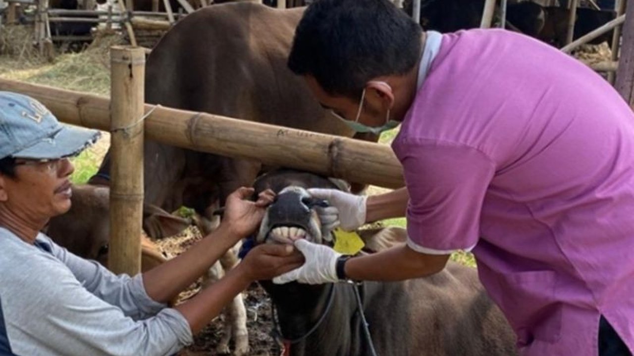 Jakarta Barat mulai intensifkan pemeriksaan kesehatan hewan kurban di tempat penampungan untuk antisipasi Idul Adha, pastikan sesuai standar.