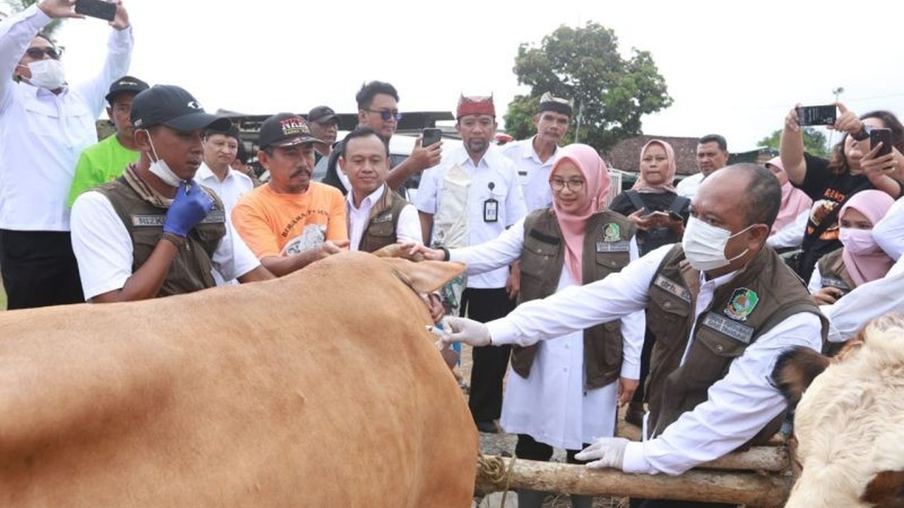 Banyuwangi mengalami surplus hewan kurban seperti sapi dan kambing, siap memenuhi kebutuhan lokal dan memasok ke daerah lain jelang Idul Adha.