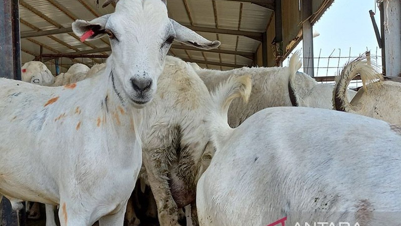 KJRI Jeddah melaporkan enam WNI sempat ditangkap di Madinah atas dugaan promosi pembayaran Dam ilegal, namun kini telah dibebaskan.