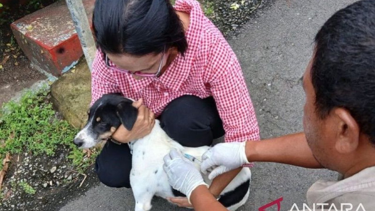 Unpatti bersama Pemprov Maluku meningkatkan pengendalian dan pencegahan rabies di Ambon dengan kolaborasi lintas sektor dan vaksinasi hewan.