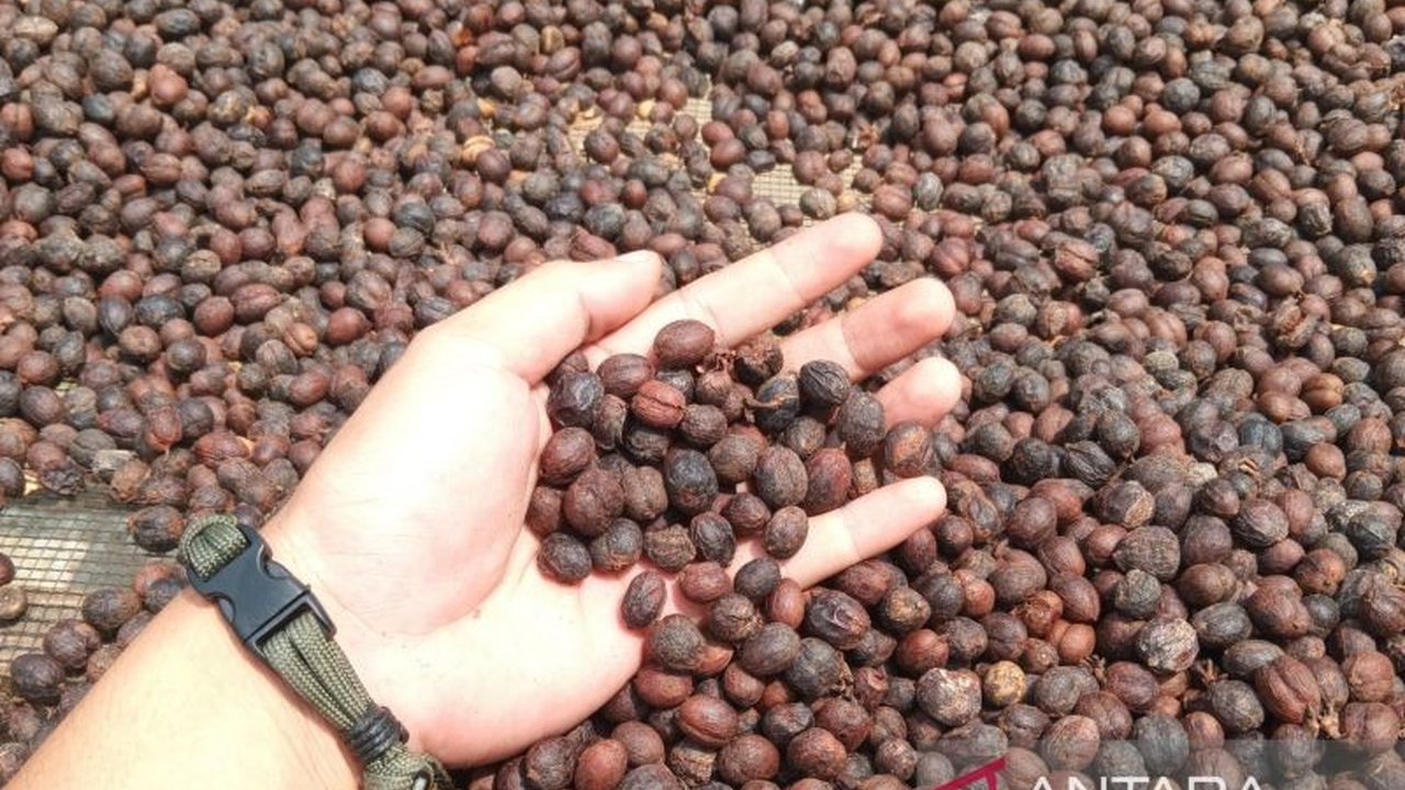 BI Cirebon bantu UMKM kopi Gunung Ciremai dengan pendampingan agar mampu menembus pasar ekspor pada 2026 mendatang.