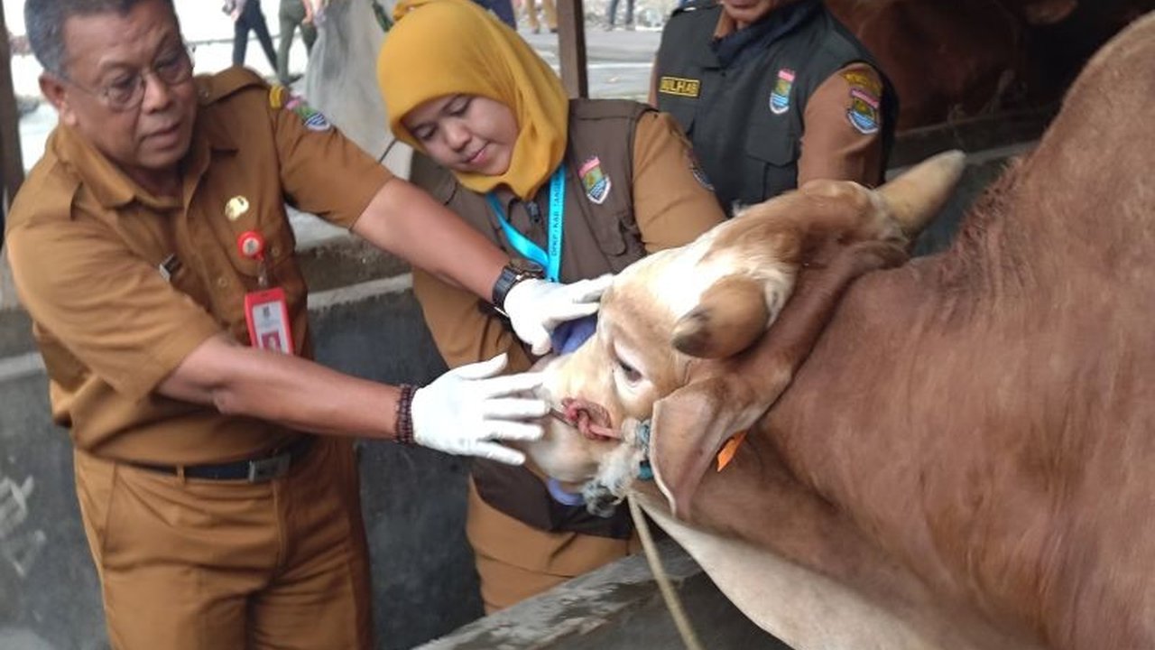Dinas Pertanian Tangerang temukan sapi kurban bergejala PMK. Pengawasan dan pemeriksaan kesehatan hewan kurban ditingkatkan jelang Idul Adha.