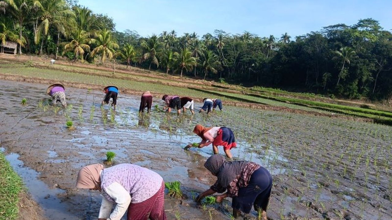 Pemkab Lebak melakukan percepatan tanam di berbagai wilayah untuk mendukung swasembada pangan dengan target realisasi tanam hingga 25 ribu hektare.