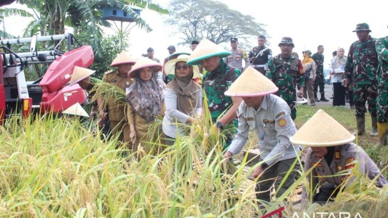 Danrem 051/Wkt dampingi panen raya padi bersama kelompok tani di Bekasi, wujud nyata dukungan TNI terhadap ketahanan pangan nasional.