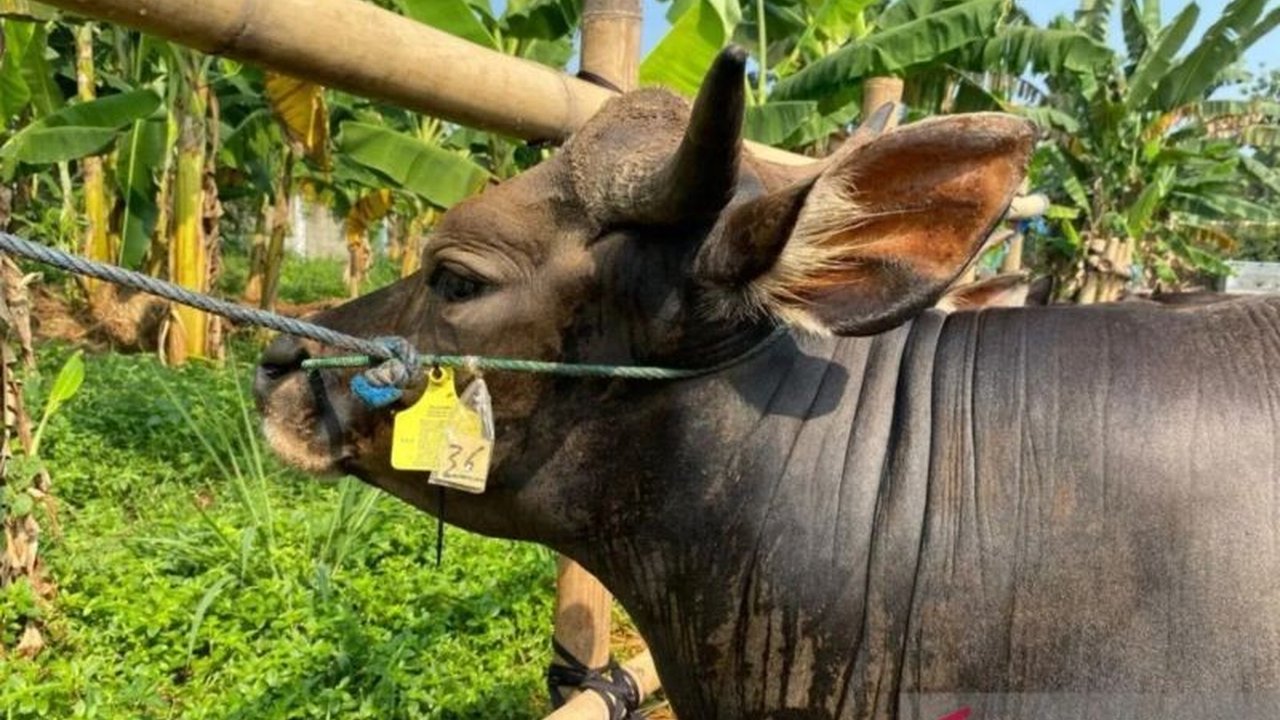 Suku Dinas KPKP Jaksel mengingatkan masyarakat agar hewan kurban yang akan disembelih telah divaksin PMK dan memiliki sertifikat kesehatan untuk memastikan keamanan dan kelayakan konsumsi daging kurban.